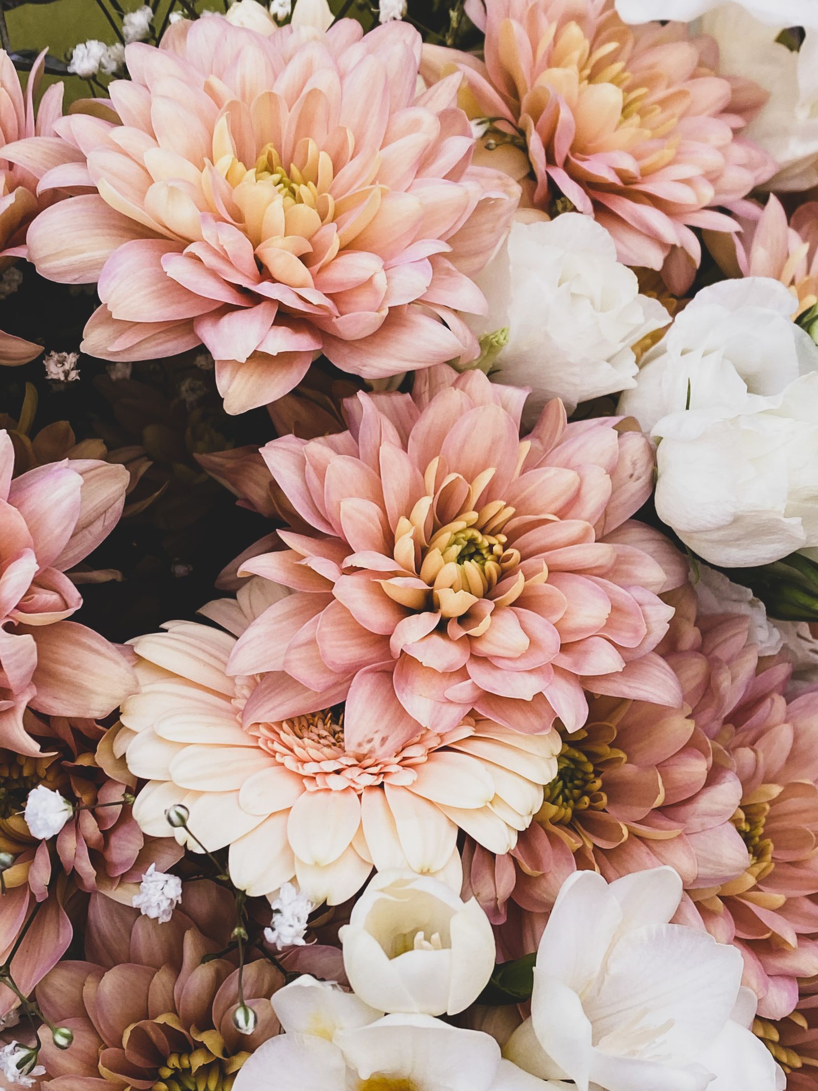 Composición floral de dalias rosadas y flores blancas